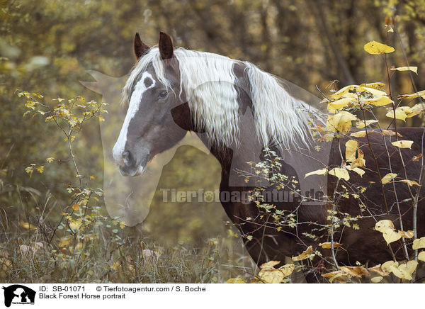 Black Forest Horse portrait / SB-01071