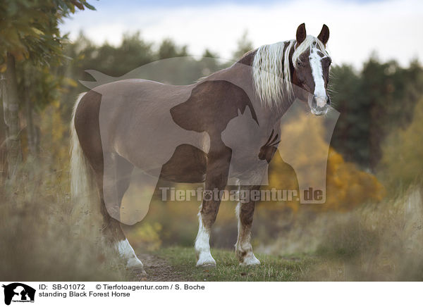 standing Black Forest Horse / SB-01072