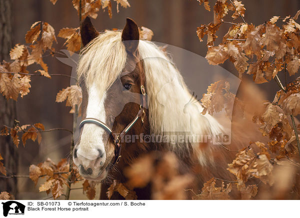 Black Forest Horse portrait / SB-01073