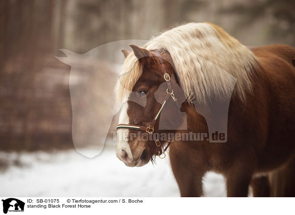 standing Black Forest Horse / SB-01075