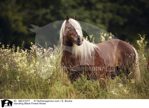 standing Black Forest Horse / SB-01077