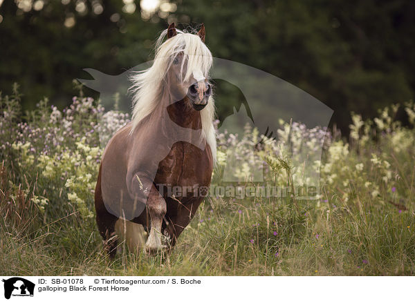 galloping Black Forest Horse / SB-01078