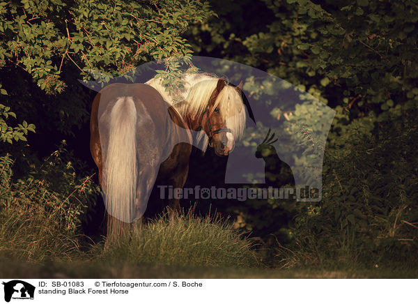 standing Black Forest Horse / SB-01083