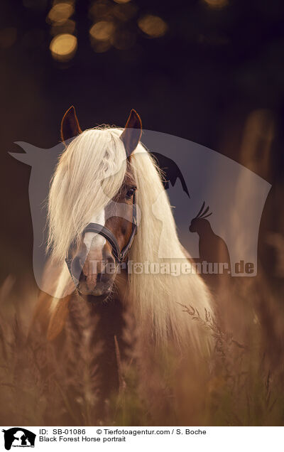 Black Forest Horse portrait / SB-01086