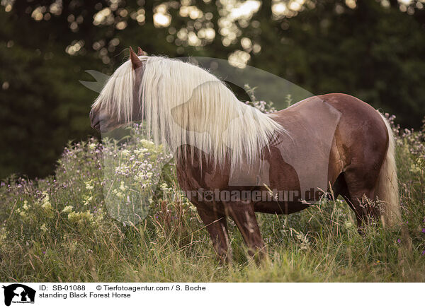 standing Black Forest Horse / SB-01088