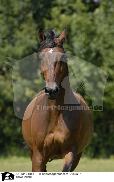 brown horse / AP-01861