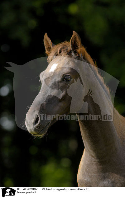 horse portrait / AP-02987