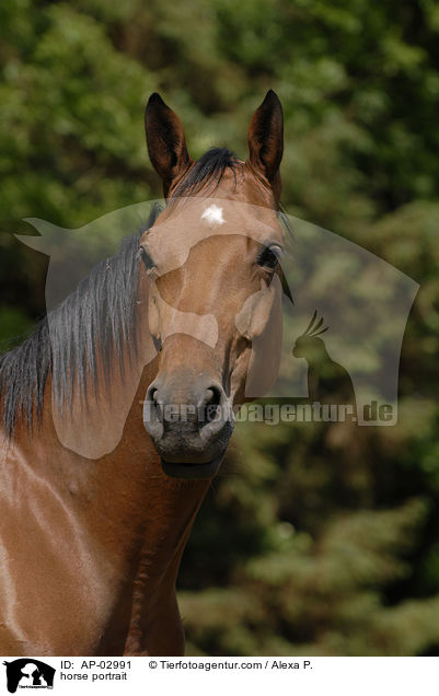 horse portrait / AP-02991