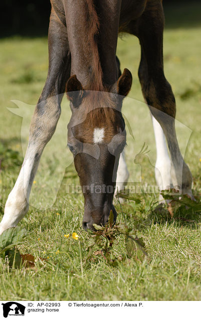 grazing horse / AP-02993