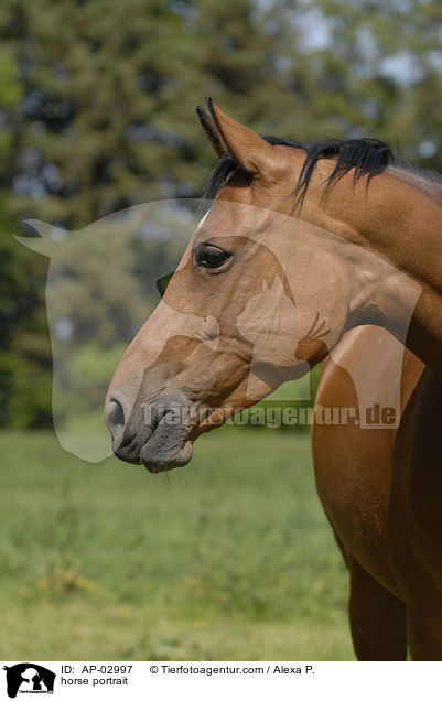 horse portrait / AP-02997