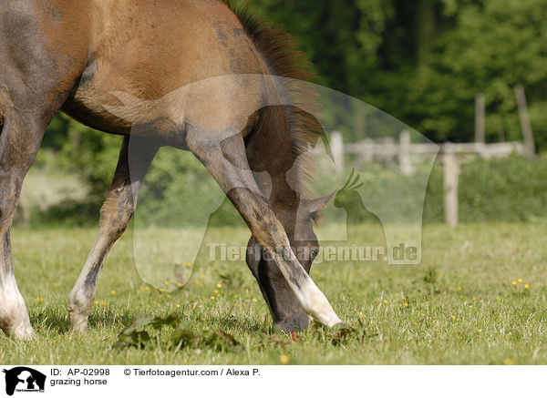 grazing horse / AP-02998