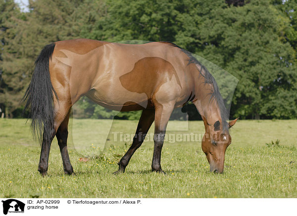 grazing horse / AP-02999