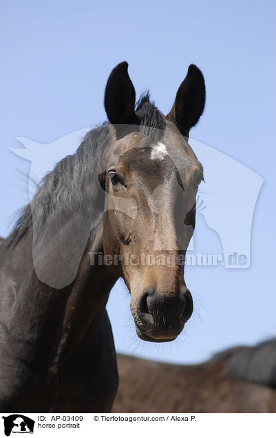horse portrait / AP-03409