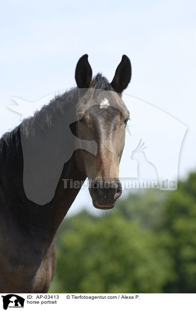horse portrait / AP-03413