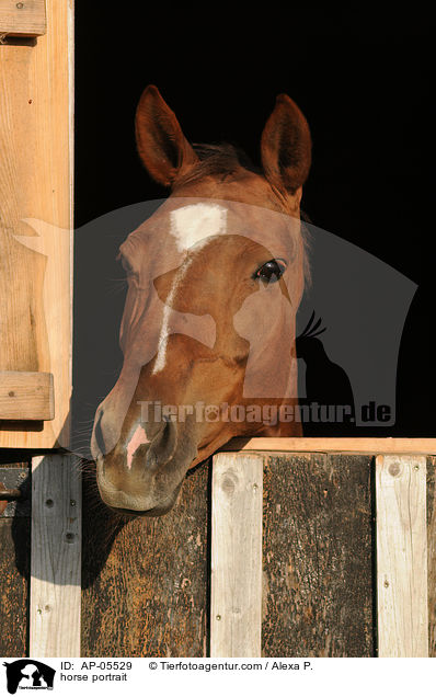 horse portrait / AP-05529