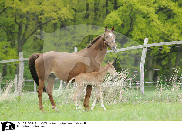 Brandburger horses / AP-06517