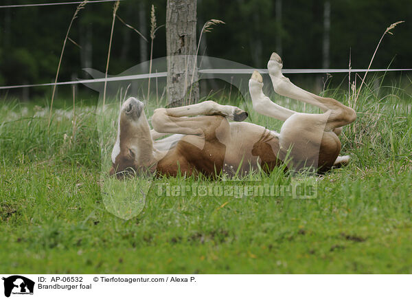 Brandburger foal / AP-06532