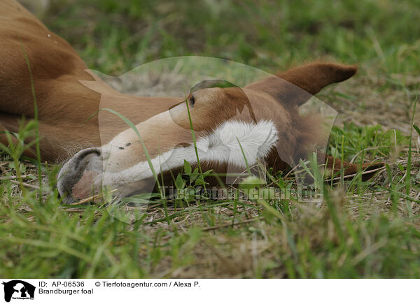 Brandburger foal / AP-06536