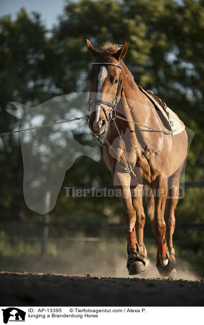lunging a Brandenburg Horse / AP-13395