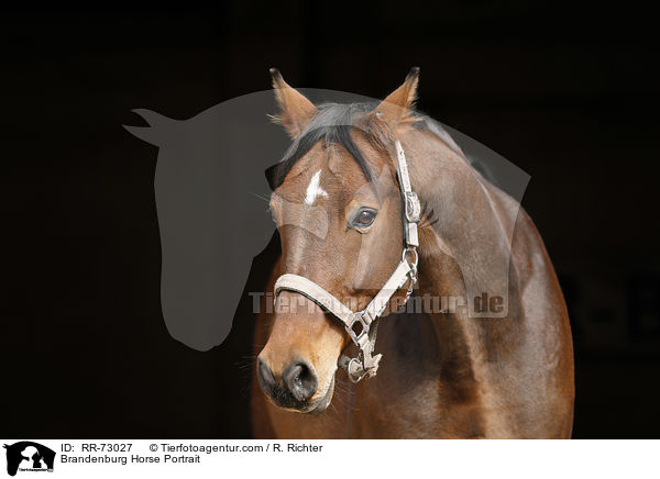 Brandenburg Horse Portrait / RR-73027