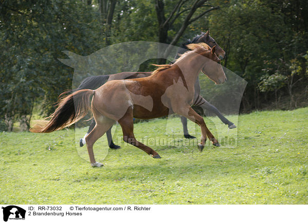 2 Brandenburg Horses / RR-73032