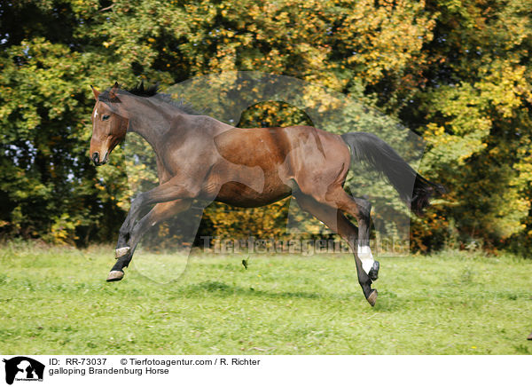galloping Brandenburg Horse / RR-73037