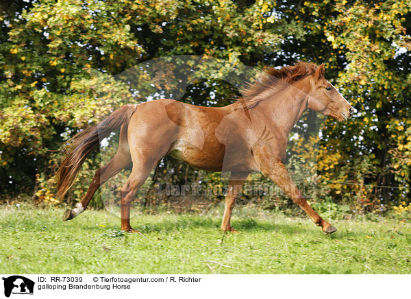 galloping Brandenburg Horse / RR-73039