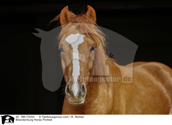 Brandenburger Portrait / Brandenburg Horse Portrait / RR-73054