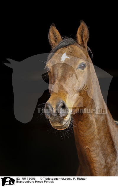 Brandenburger Portrait / Brandenburg Horse Portrait / RR-73056