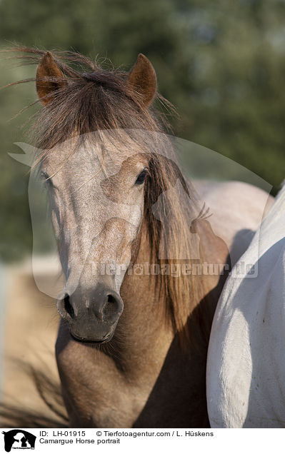 Camargue Horse portrait / LH-01915