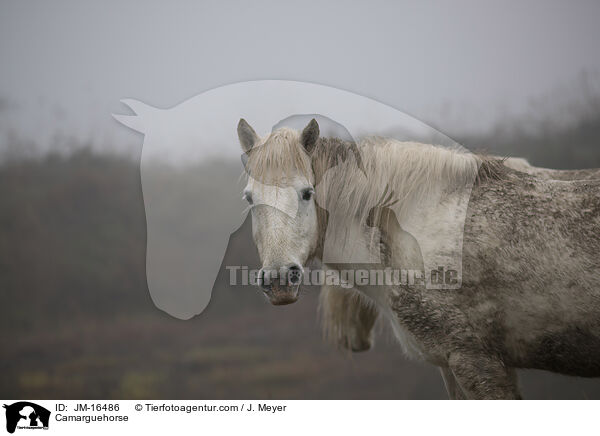 Camargue-Pferd / Camarguehorse / JM-16486