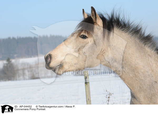 Connemara Pony Portrait / AP-04452