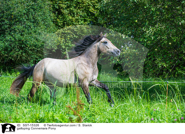 galloping Connemara Pony / SST-15326