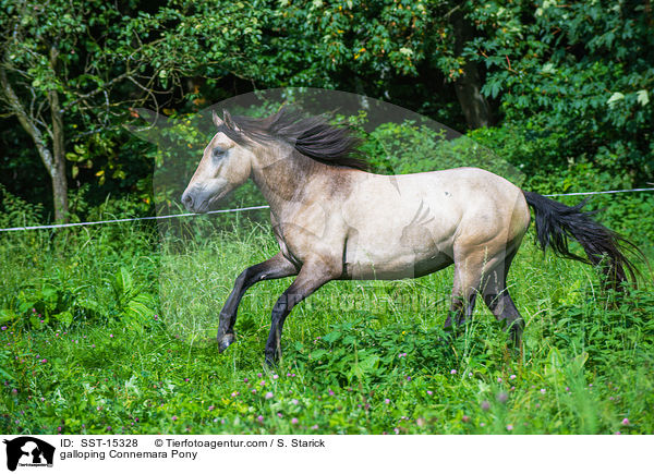 galloping Connemara Pony / SST-15328