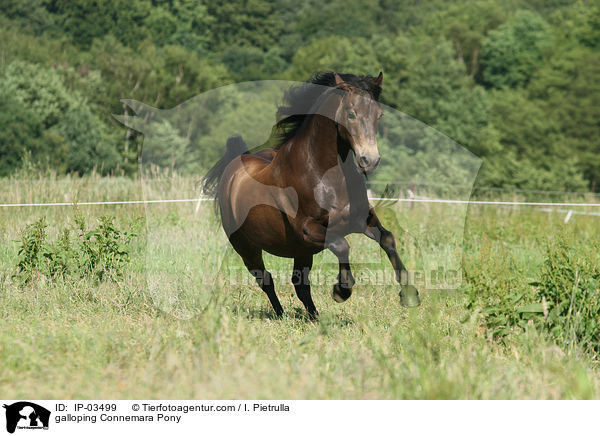 galloping Connemara Pony / IP-03499