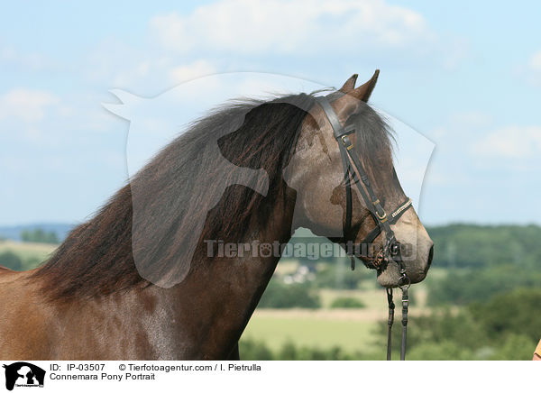 Connemara Pony Portrait / IP-03507