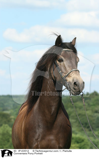 Connemara Pony Portrait / IP-03512