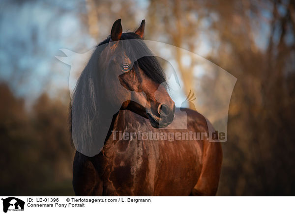 Connemara Pony Portrait / LB-01396
