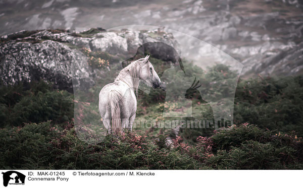 Connemara Pony / MAK-01245