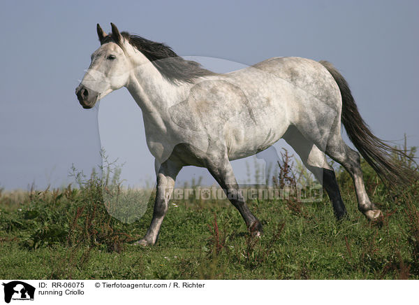 galoppierendes Pferd / running Criollo / RR-06075