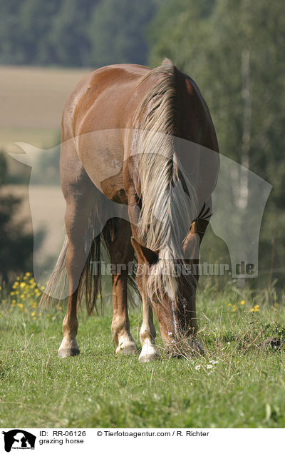 grazing horse / RR-06126