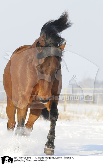 galloping Czech warmblood / AP-06808