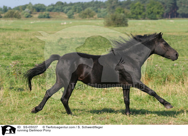 running Dartmoor Pony / SS-05027