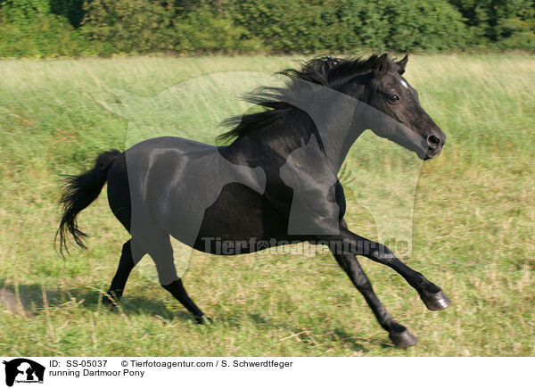 running Dartmoor Pony / SS-05037