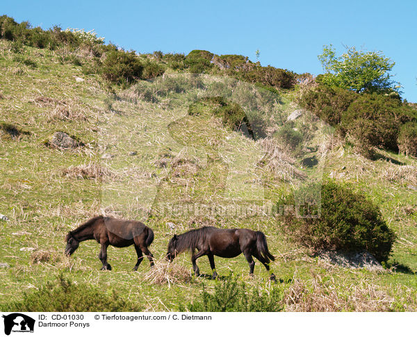 Dartmoor Ponys / CD-01030