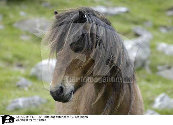 Dartmoor Pony Portrait / CD-01447