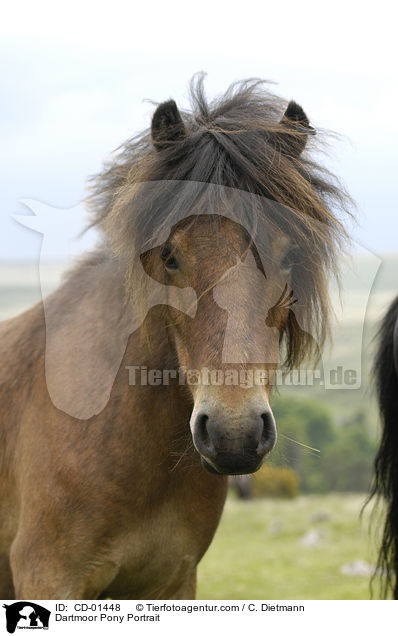 Dartmoor Pony Portrait / CD-01448