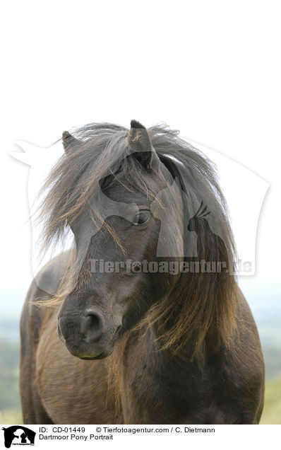 Dartmoor Pony Portrait / CD-01449