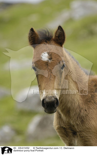dartmoor pony foal Portrait / CD-01452