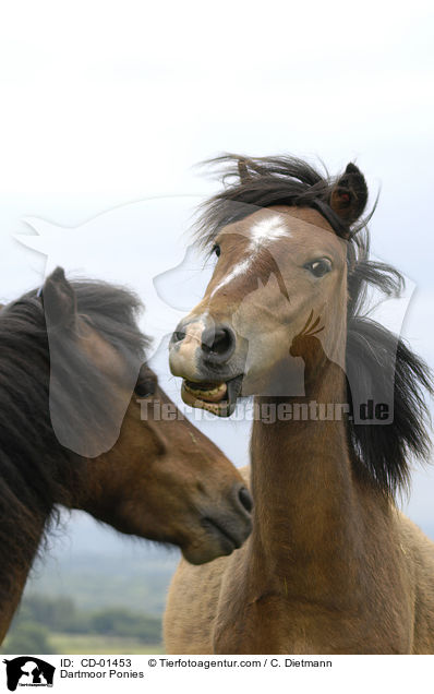 Dartmoor Ponies / CD-01453